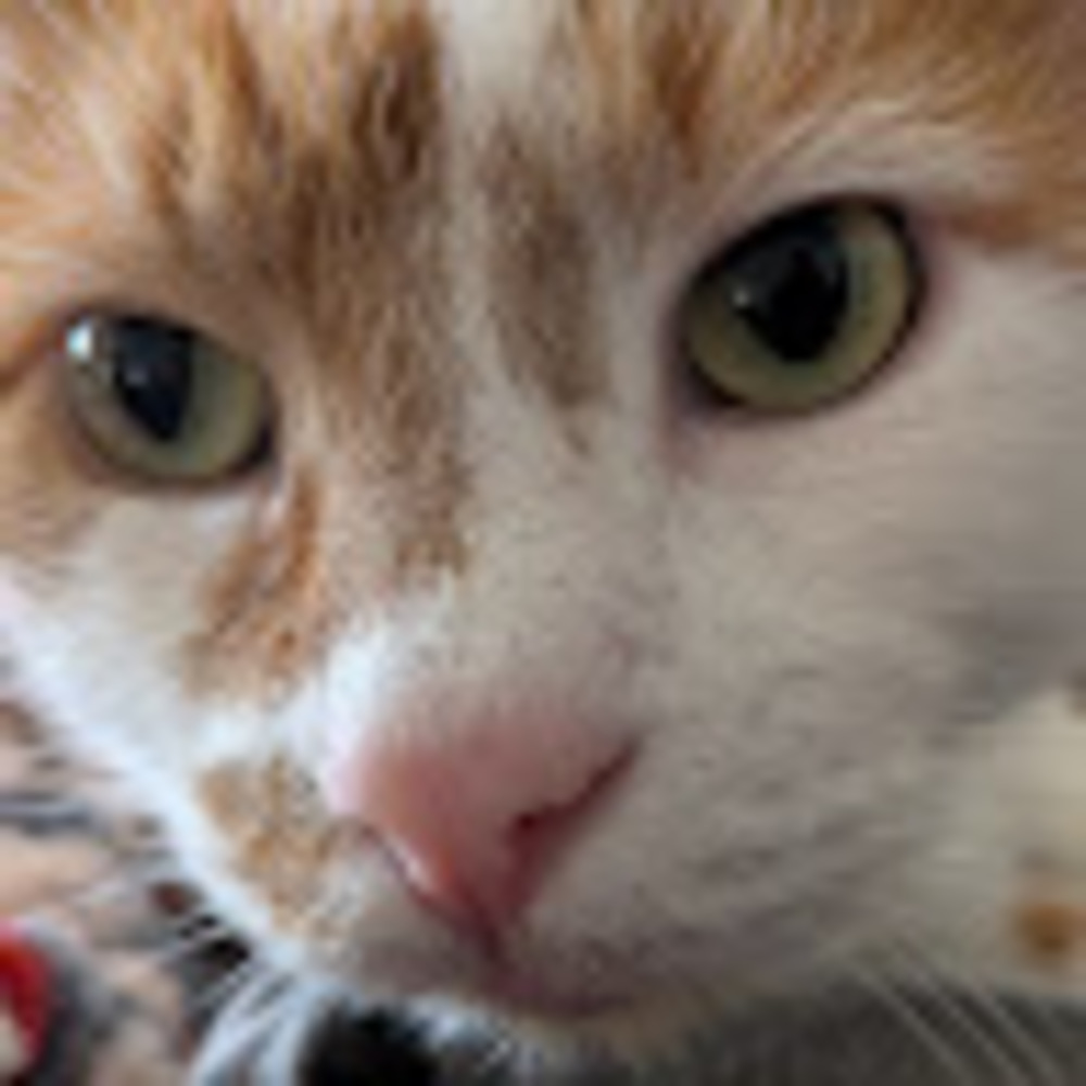 Meet your Posher, Delta